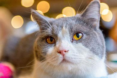 《宝可梦：晶钻＆明珠》最新宣传片邪恶组织银河队亮相